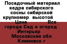 Посадочный материал кедра сибирского (сосны сибирской) крупномер, высотой 3-3.5  › Цена ­ 19 800 - Все города Сад и огород » Интерьер   . Московская обл.,Климовск г.